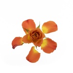 A Rose Story 02