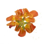 A Rose Story 07