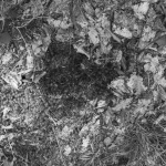 Patterns Waldboden 1 03