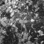 Patterns Waldboden 1 04