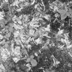 Patterns Waldboden 1 11