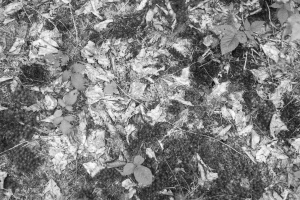Patterns Waldboden 1 11