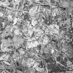 Patterns Waldboden 1 12