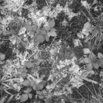 Patterns Waldboden 1 13