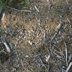 Patterns Waldboden 2 07
