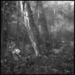 01 Border's Forest