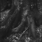 02 Border's Forest