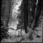03 Border's Forest