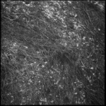 04 Border's Forest