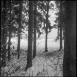 08 Border's Forest