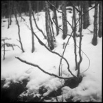 10 Border's Forest