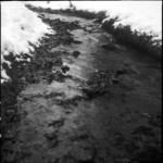 11 Border's Forest